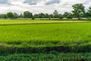Obraz premium green rice field growing on rainy season for economic crops farm and nature food to agriculture farmer in countryside at Thailand