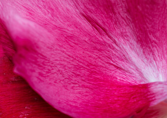 close up of pink flower petal