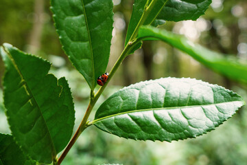 Couple of ladybugs on a tea plant with fresh green leaves, wild growing in Europe. Natural outdoor botanical background
