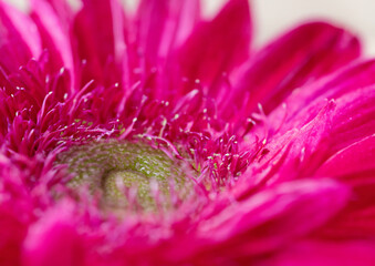 close up of pink flower