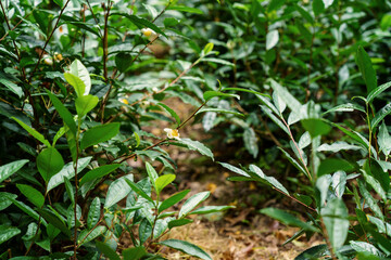Tea plant during the flowering period, green leaves and white flowers, wild growing in Europe. Natural outdoor botanical background