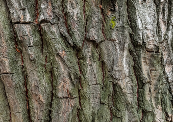 bark of a tree