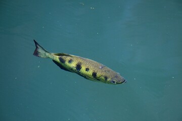 An archer fish is seen in profile swimming below the surface of a lake. His back is pale brown and his sides yellow, with black spots. His tail is visible, and his fins are by his side.