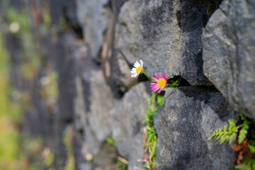 flowers in the forest