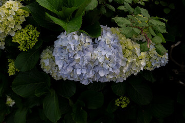 flowers in the garden