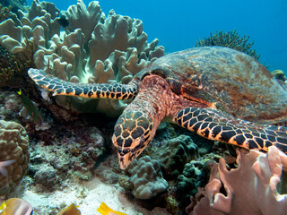 A Hawksbill turtle eating corals on a shallow reef Boracay Island Philippines