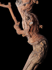 close-up tree trunk on black background
