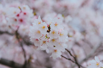Beautiful pink cherry blossoms in a garden in Japan during cherry blossom season.