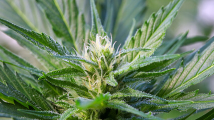 Cannabis in der Blütezeit Makro