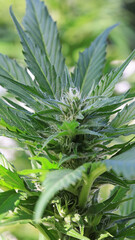 Obraz premium Cannabis in der Blütezeit Makro