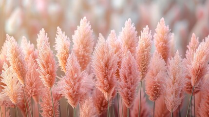 A serene landscape featuring a field of pink fluffy flowers illuminated by soft sunlight, highlighting the peaceful and enchanting beauty of nature in full bloom.