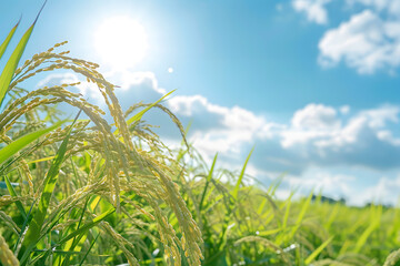 Ripe Rice Ears under Blue Sky and White Clouds