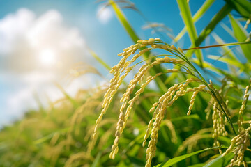 Naklejka premium Ripe Rice Ears under Blue Sky and White Clouds