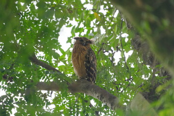 The Buffy Fish Owl (Ketupa ketupu), also known as the Malay Fish Owl, is a fascinating bird of prey found in Southeast Asia. |馬來漁鴞