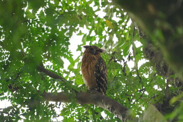 The Buffy Fish Owl (Ketupa ketupu), also known as the Malay Fish Owl, is a fascinating bird of prey found in Southeast Asia. |馬來漁鴞