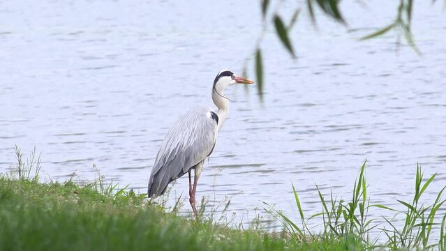 Grey Heron Bird, Ardea Cinerea By Lake, Wild Birds in Natural Environment