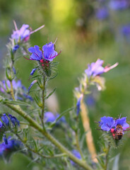 Beautiful close-up of echium vulgare
