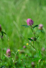 Beautiful close-up of trifolium pratense