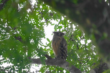 The Buffy Fish Owl (Ketupa ketupu), also known as the Malay Fish Owl, is a fascinating bird of prey found in Southeast Asia. |馬來漁鴞