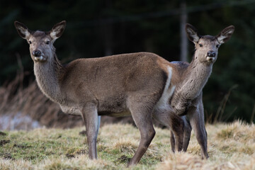 Two deers