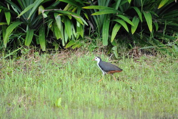 The white-breasted waterhen (Amaurornis phoenicurus) is a waterbird of the rail and crake family, Rallidae, that is widely distributed across South and Southeast Asia. They are dark slaty birds with a
