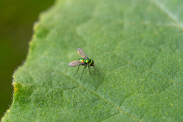 アシナガバエ科