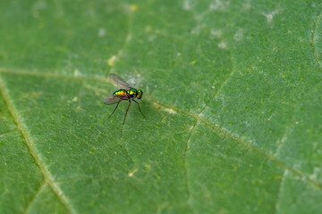 アシナガバエ科