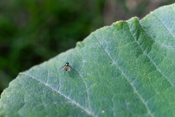 アシナガバエ科