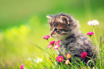 Little kitten sitting on the grass with daisy flowers in the summer garden