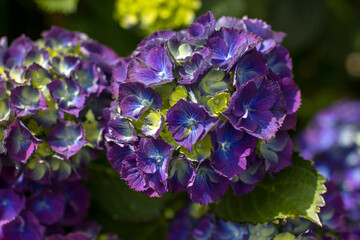 Macro image, purple hydrangea in the garden