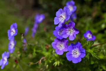Geranium magnificum, purple cranesbill in the garden