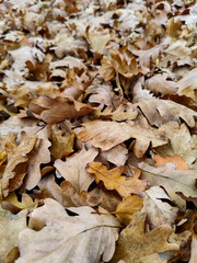 Background of fallen oak leaves in autumn park. Warm autumn day. Close-up.