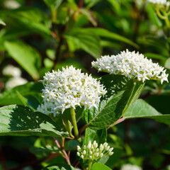 White elderberry flowers in the rays of sunlight.