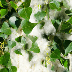 Poplar fluff blooms in a big city. Allergy season.