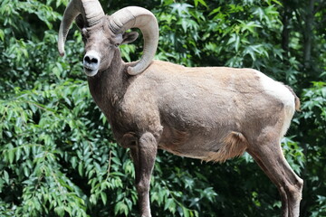 Fototapeta premium オオツノヒツジ