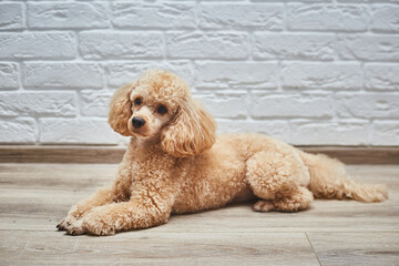 Dog Poodle Lying on the Floor. Dog Waits for Return of Owners Back. 