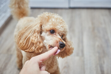 little poodle boy licks woman's finger, close-up
