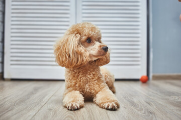Toy poodle resting on the floor with tennis ball
