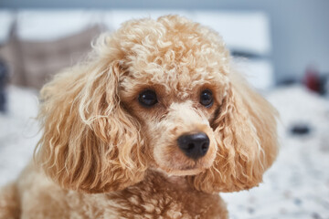 Poodle dog is lying and sleeping in bed, having a siesta