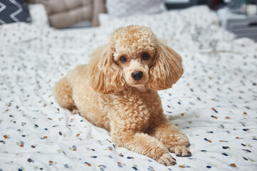 Poodle dog is lying and sleeping in bed, having a siesta