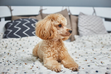 Poodle dog is lying and sleeping in bed, having a siesta