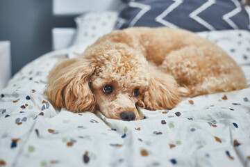 Poodle dog is lying and sleeping in bed, having a siesta