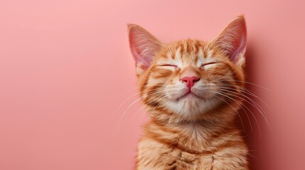Obraz premium Cute Cat. Close-up. Isolated against a vibrant red background. Kitty. Feline. Pet.