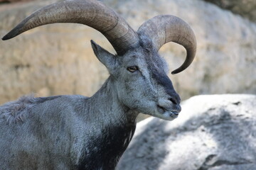 スーチョワンバーラル