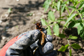 Gryllotalpa bug, an agricultural pest, breaks and damages plant and vegetable seedlings,