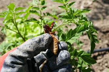 close-up Gryllotalpa beetle, Gryllotalpa beetle damaging and tearing off vegetable seedlings,