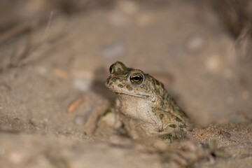 Bufotes balearicus o Bufo lineatus, endemic green toad of the Italian peninsula.