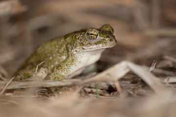 Bufotes balearicus o Bufo lineatus, endemic green toad of the Italian peninsula.