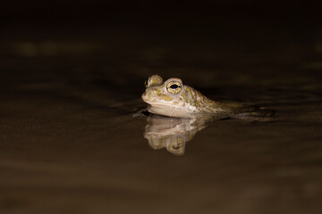 Bufotes balearicus o Bufo lineatus, endemic green toad of the Italian peninsula.
