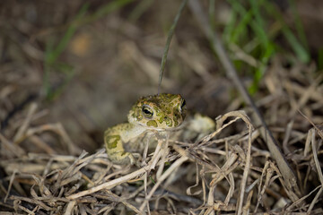 Bufotes balearicus o Bufo lineatus, endemic green toad of the Italian peninsula.